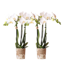 Afbeelding in Gallery-weergave laden, Floraya - Set 2 witte Phalaenopsis orchideeën - Pot Ø9 cm - Hoogte 35 cm
