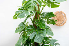 Afbeelding in Gallery-weergave laden, Floraya - Gatenplant - Monstera Deliciosa XXL- Pot ⌀40 cm - Hoogte 225 cm
