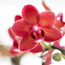 Afbeelding in Gallery-weergave laden, Floraya - Phalaenopsis orchidee Rood in pot gummy creme - pot Ø9cm - Hoogte 40cm
