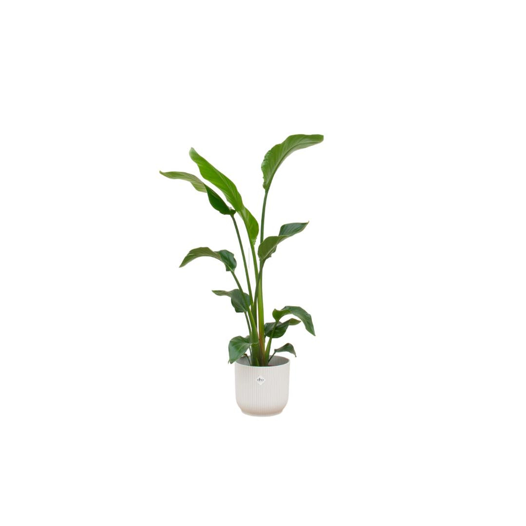 Floraya - Strelitzia Nicolai+Pot Vibes - Div. Kleuren Pot Ø22cm - Hoogte 100cm