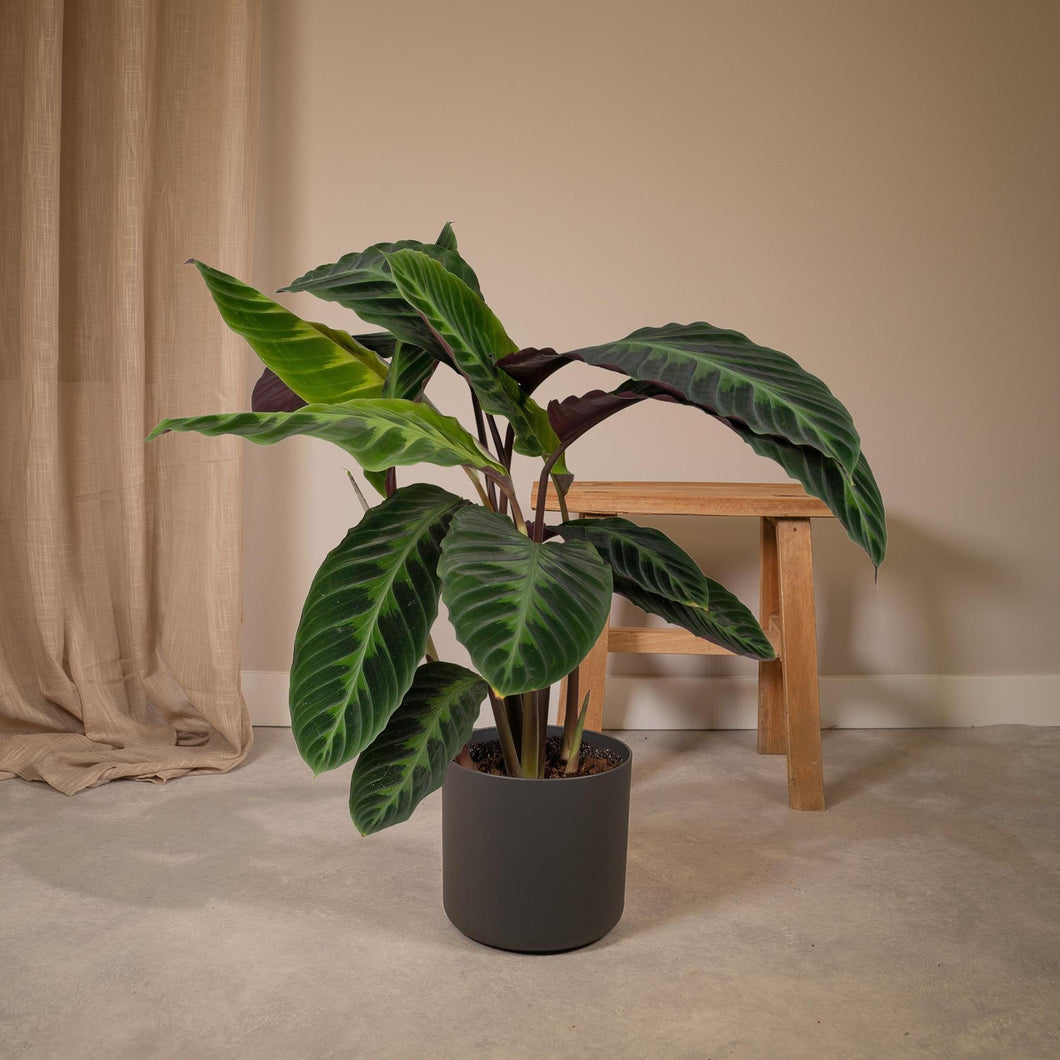 Floraya - Pauwenplant - Calathea Warscewiczii - Pot Ø19 cm - Hoogte 65 cm