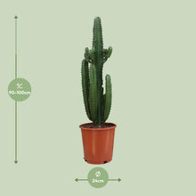 Afbeelding in Gallery-weergave laden, Floraya - Cowboy cactus - Euphorbia Acrurensis - Pot Ø24 cm - Hoogte 95 cm
