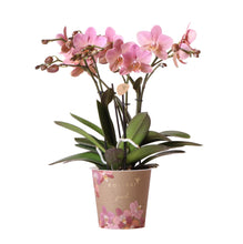 Afbeelding in Gallery-weergave laden, Floraya - Orchidee - Oudroze Phalaenopsis - Pot Ø12 cm - Hoogte 50 cm
