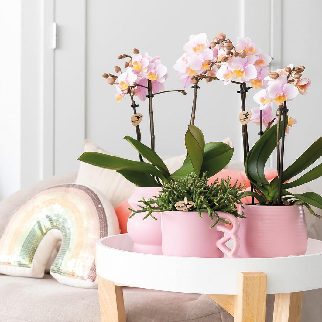 Floraya - Set 2 roze Phalaenopsis orchideeën - Pot Ø9 cm - Hoogte 35 cm
