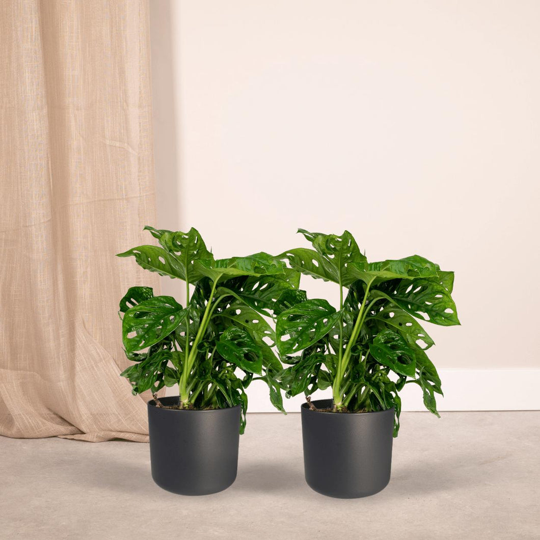 Floraya - Gatenplant - Monstera Monkey Leaf-Set 2 stuks - Pot ø12cm - Hoogte 30cm
