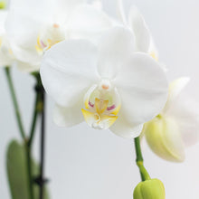 Afbeelding in Gallery-weergave laden, Floraya - Set 2 witte Phalaenopsis orchideeën - Pot Ø9 cm - Hoogte 35 cm
