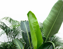 Afbeelding in Gallery-weergave laden, Floraya - Kamerplanten XXL DEAL - Kentia + Strelitzia + Areca - Hoogte 200cm
