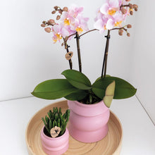 Afbeelding in Gallery-weergave laden, Floraya - Set 2 roze Phalaenopsis orchideeën - Pot Ø9 cm - Hoogte 35 cm
