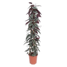 Afbeelding in Gallery-weergave laden, Floraya - Begonia - Cissus discolor pyramide - Pot ø27 cm - Hoogte 150 cm
