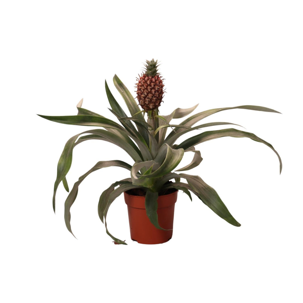 Floraya - Ananasplant Rosita of Mi Amigo - Pot Ø12 cm - Hoogte 30 cm