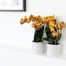 Afbeelding in Gallery-weergave laden, Floraya - Orchidee - Oranje gouden Phalaenopsis - Pot Ø12 cm - Hoogte 50 cm
