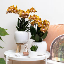 Afbeelding in Gallery-weergave laden, Floraya - Orchidee - Oranje gouden Phalaenopsis - Pot Ø12 cm - Hoogte 50 cm
