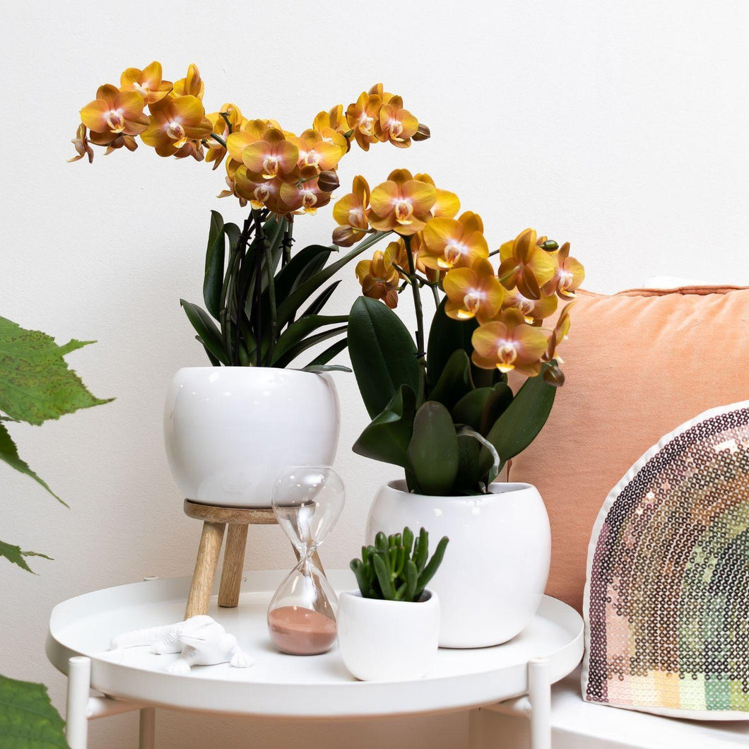 Floraya - Orchidee - Oranje gouden Phalaenopsis - Pot Ø12 cm - Hoogte 50 cm