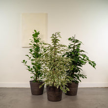 Afbeelding in Gallery-weergave laden, Floraya - Ficussen mix - Set 3 stuks - Pot Ø21 cm  - Hoogte 95 cm
