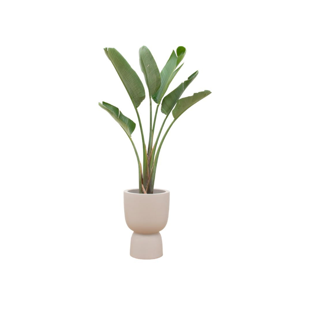 Floraya - Strelitzia Augusta + pot Scandi -Div. kleuren - Pot Ø41cm - Hoogte 210cm