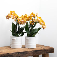Afbeelding in Gallery-weergave laden, Floraya - Orchidee - Oranje gouden Phalaenopsis - Pot Ø12 cm - Hoogte 50 cm
