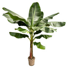 Afbeelding in Gallery-weergave laden, Floraya - Bananenplant - Musa - Pot ø30 cm - Hoogte 225 cm
