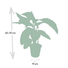 Afbeelding in Gallery-weergave laden, Floraya - Pauwenplant - Calathea Warscewiczii - Pot Ø19 cm - Hoogte 65 cm
