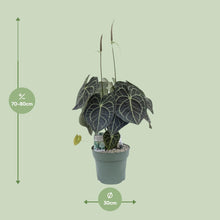 Afbeelding in Gallery-weergave laden, Floraya - Aderplant - Anthurium Clarinervium - Pot Ø30 cm - Hoogte 75 cm
