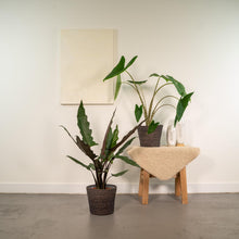 Afbeelding in Gallery-weergave laden, Floraya - Set - Alocasia Zebrina + Lauterbachiana - Pot Ø19cm - Hoogte 75cm
