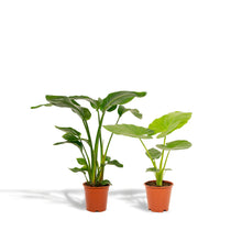 Afbeelding in Gallery-weergave laden, Floraya - Strelitzia Nicolai - ↨85cm + Alocasia Macrorrhiza ↨70cm - Pot Ø19cm
