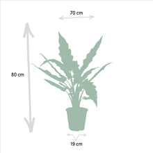 Afbeelding in Gallery-weergave laden, Floraya - Set - Alocasia Zebrina + Lauterbachiana - Pot Ø19cm - Hoogte 75cm
