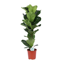 Afbeelding in Gallery-weergave laden, Floraya - Vioolbladboom - Ficus Lyrata - Pot Ø21 cm - Hoogte 90 cm
