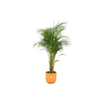 Afbeelding in Gallery-weergave laden, Floraya - Goudpalm/Areca palm met pot - Diverse kleuren-Pot Ø26cm - Hoogte 140cm
