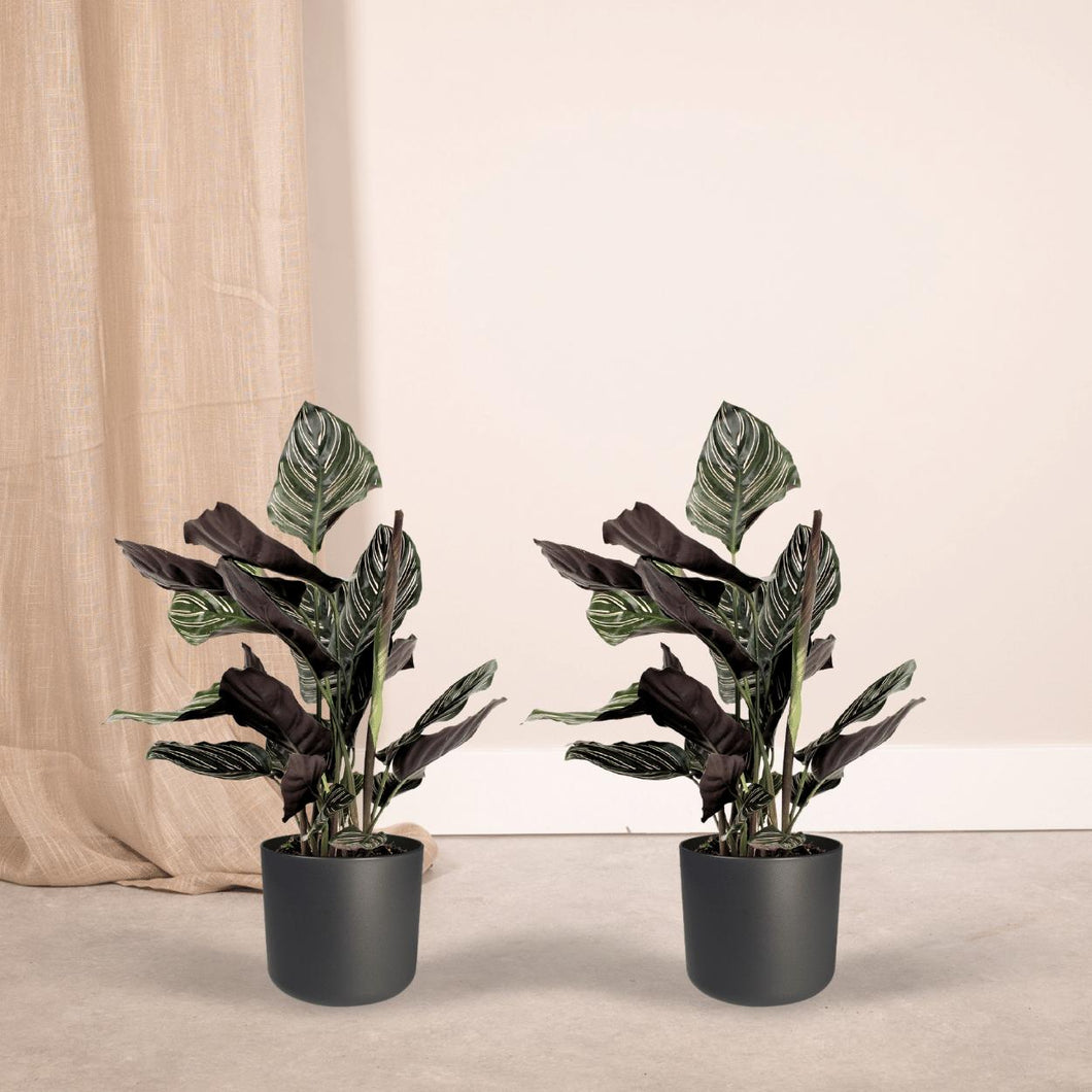 Floraya - Pauwenplant - Calathea Ornata - Set 2 stuks - Pot ø14 cm - Hoogte 50 cm