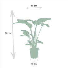 Afbeelding in Gallery-weergave laden, Floraya - Strelitzia Nicolai - ↨85cm + Alocasia Macrorrhiza ↨70cm - Pot Ø19cm
