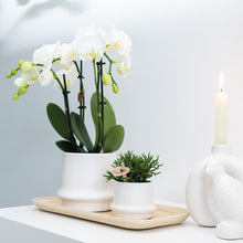 Afbeelding in Gallery-weergave laden, Floraya - Set 2 witte Phalaenopsis orchideeën - Pot Ø9 cm - Hoogte 35 cm
