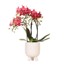 Afbeelding in Gallery-weergave laden, Floraya - Phalaenopsis orchidee Rood in pot gummy creme - pot Ø9cm - Hoogte 40cm
