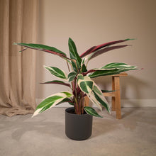 Afbeelding in Gallery-weergave laden, Floraya - Pauwenplant - Calathea Triostar - Pot Ø19 cm - Hoogte 65 cm
