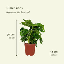 Afbeelding in Gallery-weergave laden, Floraya - Gatenplant - Monstera Monkey Leaf-Set 2 stuks - Pot ø12cm - Hoogte 30cm
