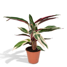 Afbeelding in Gallery-weergave laden, Floraya - Pauwenplant - Calathea Triostar - Pot Ø19 cm - Hoogte 65 cm
