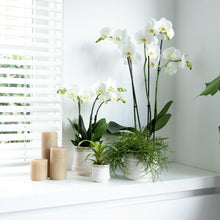 Afbeelding in Gallery-weergave laden, Floraya - Orchidee - Witte Phalaenopsis - Pot Ø12 cm - Hoogte 50 cm
