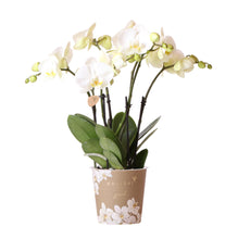Afbeelding in Gallery-weergave laden, Floraya - Orchidee - Witte Phalaenopsis - Pot Ø12 cm - Hoogte 50 cm
