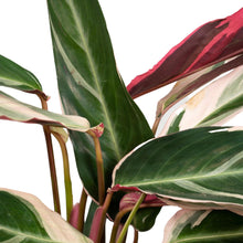 Afbeelding in Gallery-weergave laden, Floraya - Pauwenplant - Calathea Triostar - Pot Ø19 cm - Hoogte 65 cm
