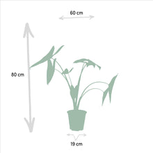 Afbeelding in Gallery-weergave laden, Floraya - Set - Alocasia Zebrina + Lauterbachiana - Pot Ø19cm - Hoogte 75cm
