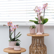 Afbeelding in Gallery-weergave laden, Floraya - Set 2 roze Phalaenopsis orchideeën - Pot Ø9 cm - Hoogte 35 cm
